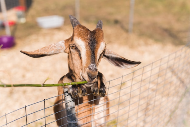 Cute goat eating a branch of grass. Brown goat in a pen outdoors