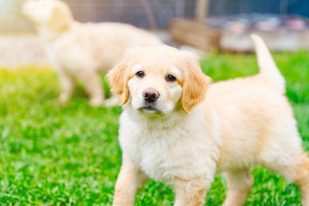 Cute Golden puppy on white background Hovawars breed cute young puppy