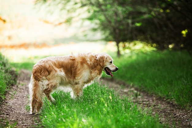 Cute golden retriever in the green grass