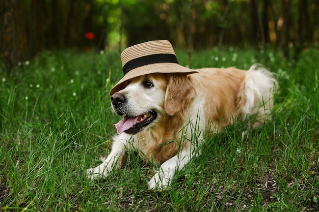 Cute golden retriever in the green grass