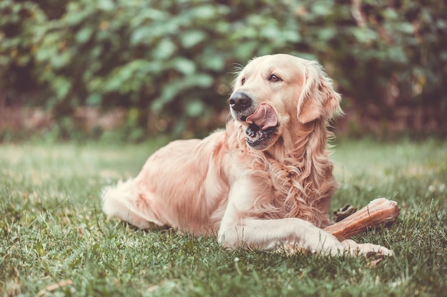 Cute golden retriever playing  eating with bone consists of some pork skin on the huge garden, looking happy