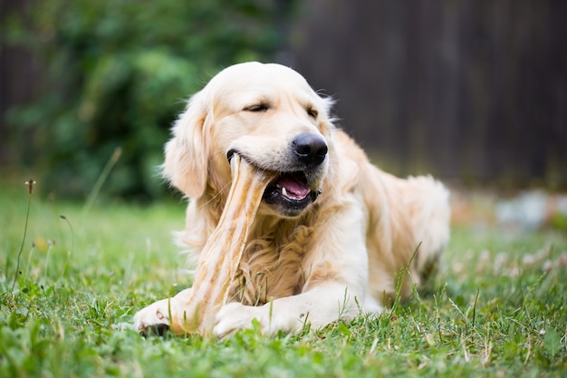 Cute golden retriever playing / eating with bone consists of some pork skin on the huge garden, looking happy