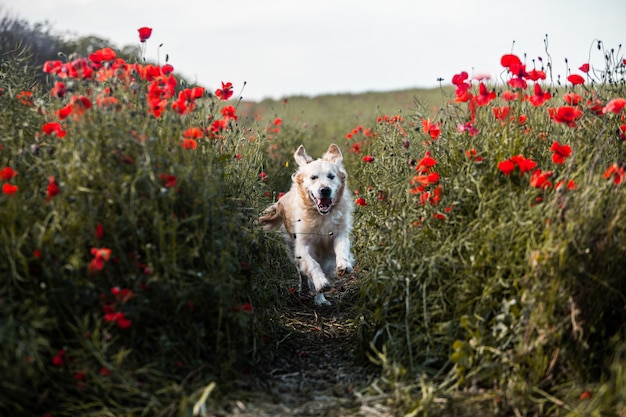 Cute golden retriever in the poppy field