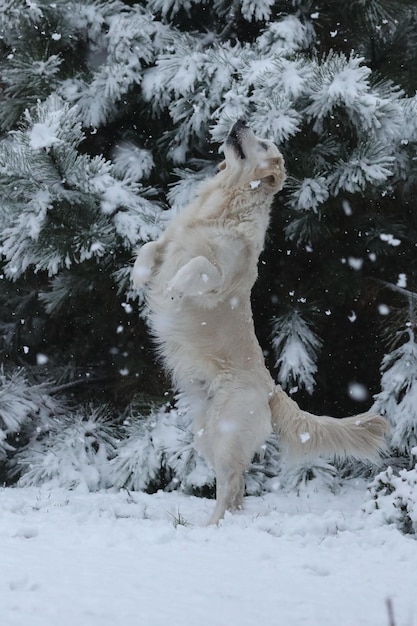 Cute golden retriever running and playing in the snow