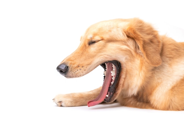 Cute golden retriever yawning