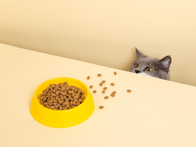 A cute gray cat and a bowl of food on a yellow background Reaching for his favorite food little thief