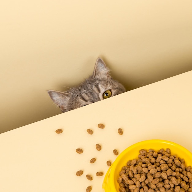 A cute gray cat and a bowl of food on a yellow background Reaching for his favorite food little thief