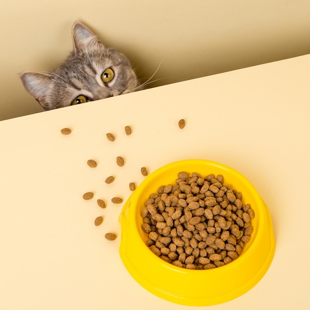 A cute gray cat and a bowl of food on a yellow background Reaching for his favorite food little thief