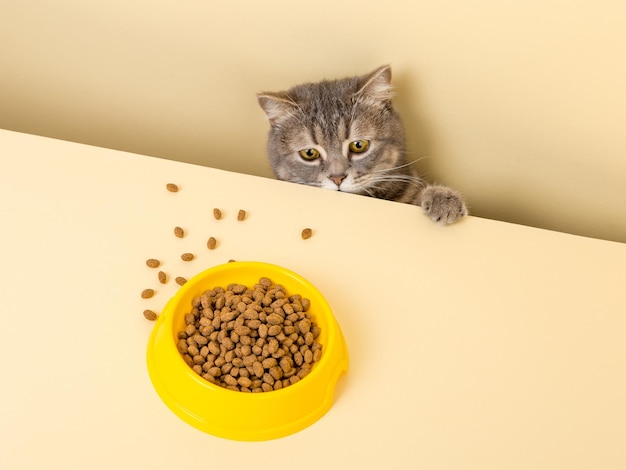 A cute gray cat and a bowl of food on a yellow background Reaching for his favorite food little thief