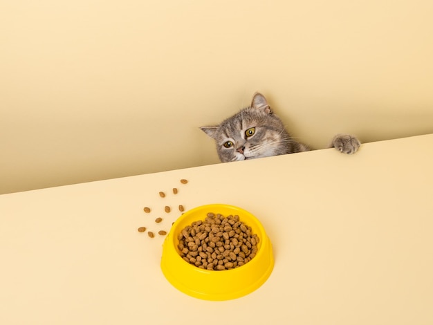 A cute gray cat and a bowl of food on a yellow background Reaching for his favorite food little thief