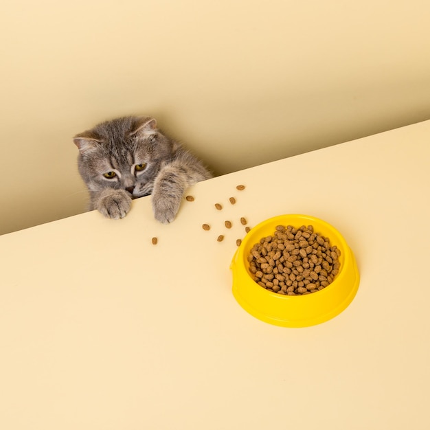 A cute gray cat and a bowl of food on a yellow background Reaching for his favorite food little thief