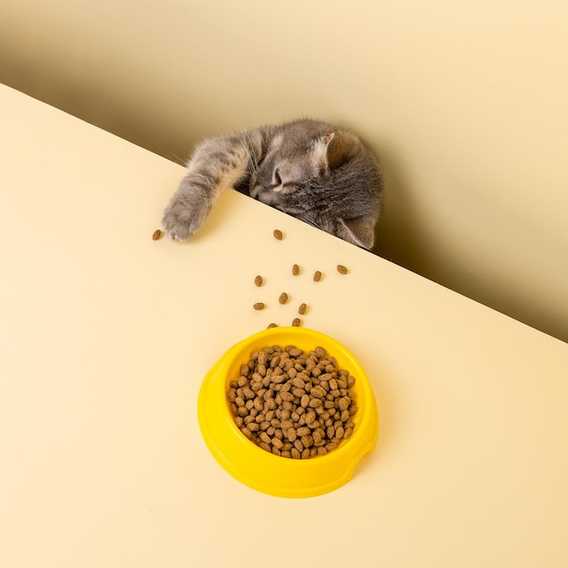 Photo a cute gray cat and a bowl of food on a yellow background reaching for his favorite food little thief