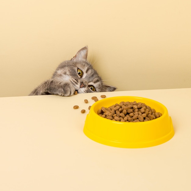 A cute gray cat and a bowl of food on a yellow background Reaching for his favorite food little thief