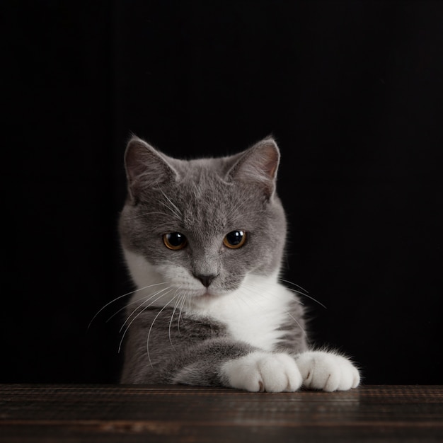 A cute gray cat on a dark wall. Playful fluffy pet.