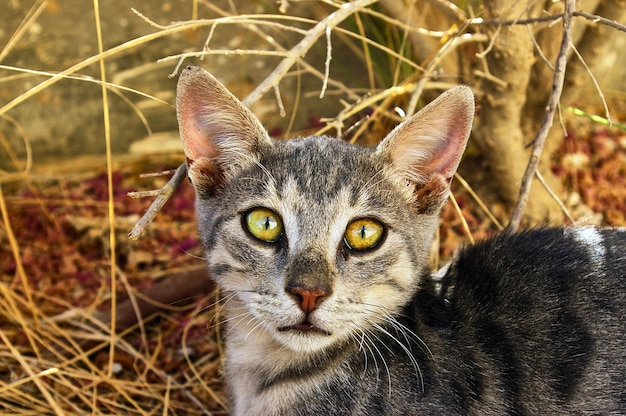 Cute gray cat looks at you