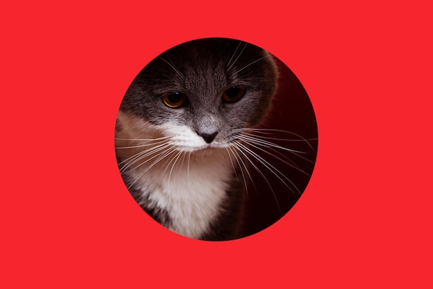 A cute gray cat peeking out of a hole on a red background Concept template copy space