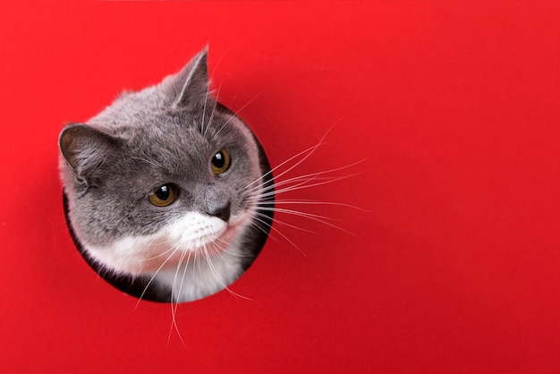 A cute gray cat peeking out of a hole on a red background Concept template copy space