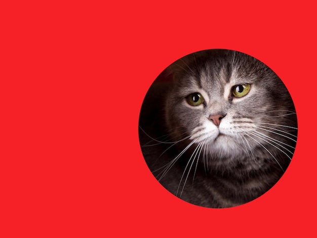 A cute gray cat peeking out of a hole on a red background Concept template copy space