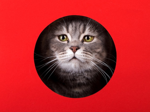 A cute gray cat peeking out of a hole on a red background Concept template copy space