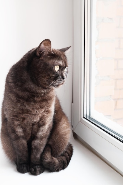 Cute gray cat sits on windowsill looking at window