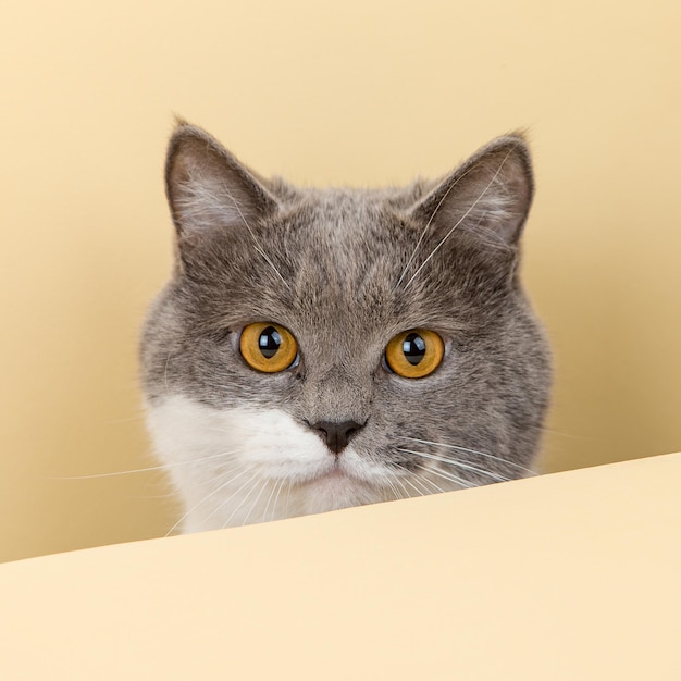 A cute gray cat on a yellow background peeking out A blank copy space