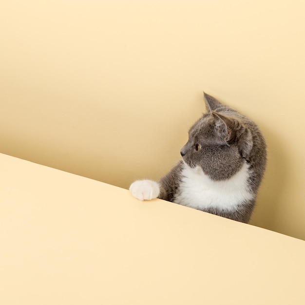 A cute gray cat on a yellow background peeking out A blank copy space