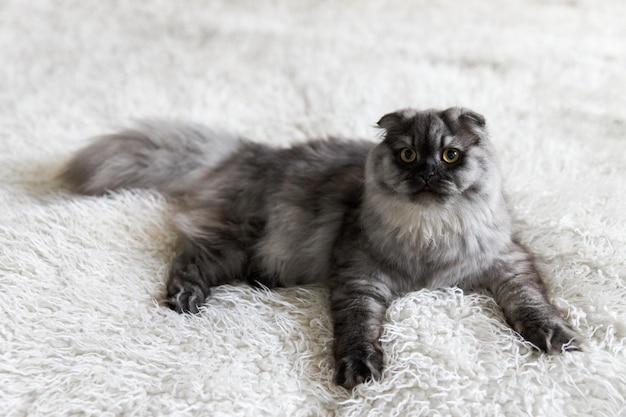 Cute gray fluffy cat lies on the white carpet