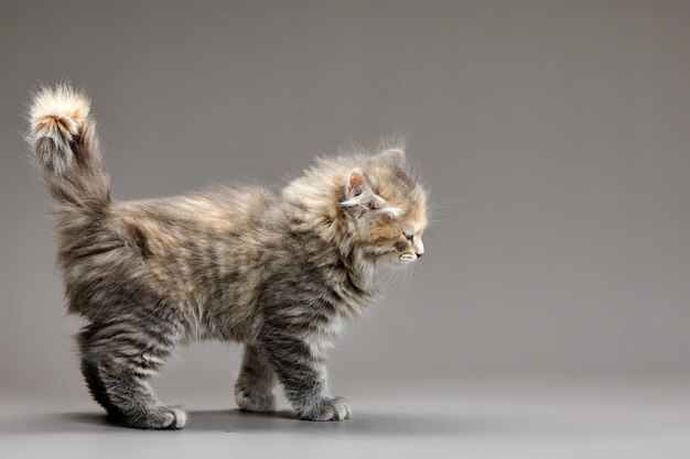 Cute gray fluffy kitten on a gray background looks away copyspace advertising banner