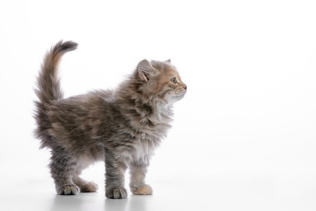 Cute gray fluffy kitten on a white background looks away copyspace advertising banner