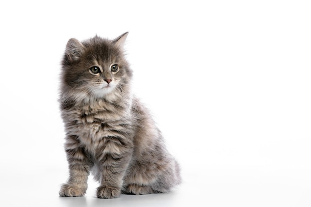 Cute gray fluffy kitten on a white background looks away copyspace advertising banner