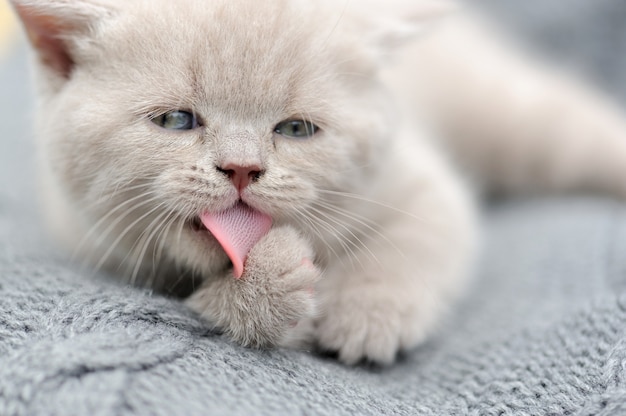 Cute gray funny baby kitten in gray cloth