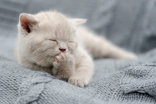 Cute gray funny baby kitten in gray cloth