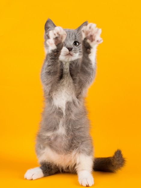 Cute gray kitten funny and fun playing and dancing on a yellow .