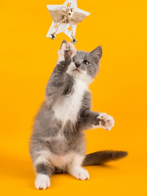 Cute gray kitten playing funny and fun with a Christmas toy on a yellow .