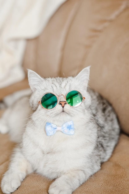 A cute gray kitten rests on a beige sofa A fluffy kitty in glasses