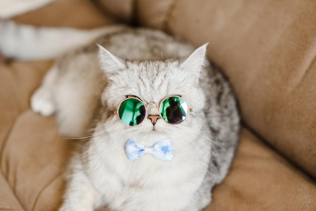 A cute gray kitten rests on a beige sofa A fluffy kitty in glasses