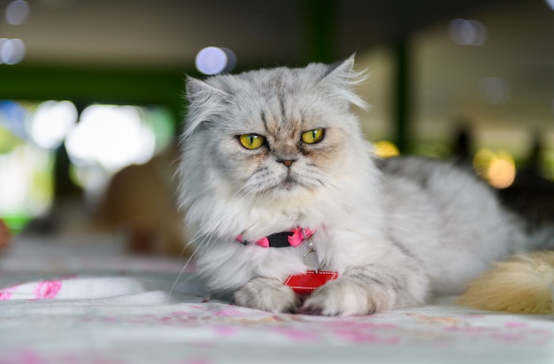 Cute gray Persian cat sit on chair,