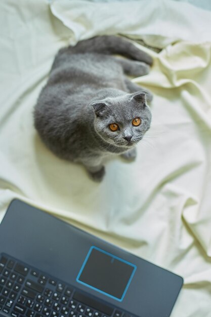 A cute gray Scottish fold cat lying to a laptop on the bed