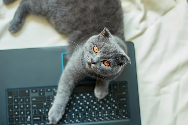 A cute gray Scottish fold cat lying to a laptop on the bed