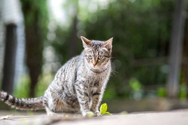 Cute gray striped cat sitting outdoors on summer street.