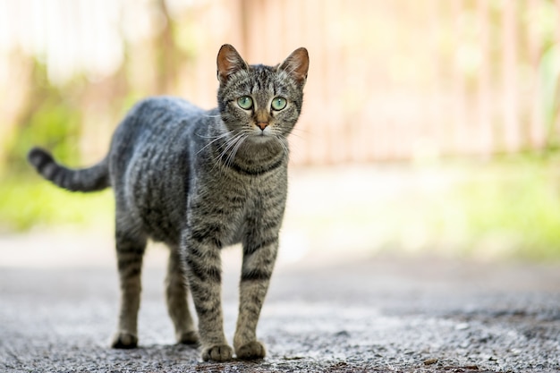 Cute gray striped cat standing outdoors on summer street