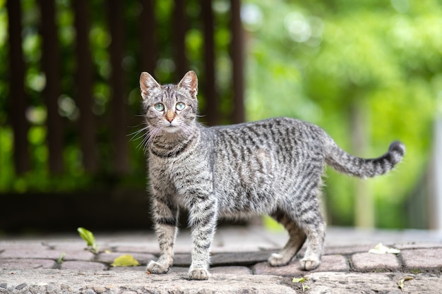 Cute gray striped cat standing outdoors on summer street.