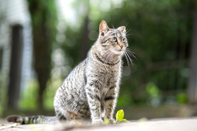 Cute gray striped cat standing outdoors on summer street.