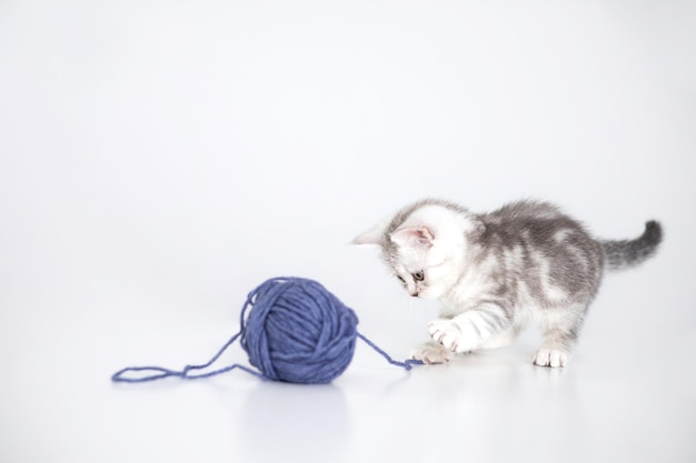 A cute gray striped kitten is playing with a ball of thread The white background is the place for the text Pets British cat