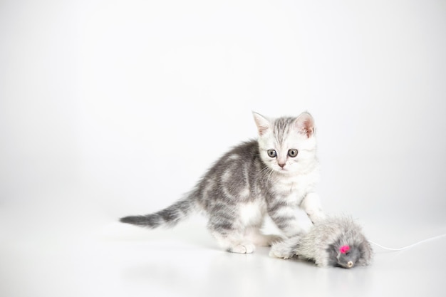 A cute gray striped kitten is playing with a fluffy toy The white background is the place for the text Pets British cat