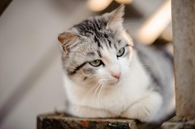 Cute gray and white cat with the light green eyes lying on the wooden board and looking away