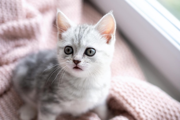 Cute gray and white kitten closeup on a light knitted blanket Pets Comfort