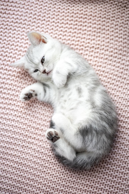 Cute gray and white kitten on a light knitted blanket Pets Comfort british breed cat