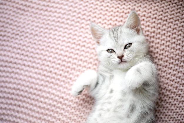 Cute gray and white kitten on a light knitted blanket Pets Comfort british breed cat