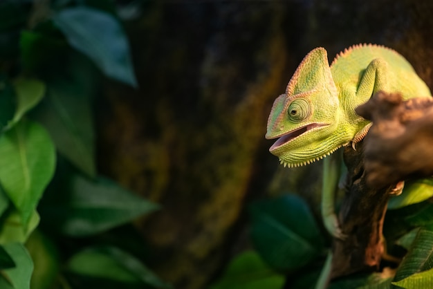 Cute green chameleon with its mouth open sits on branch